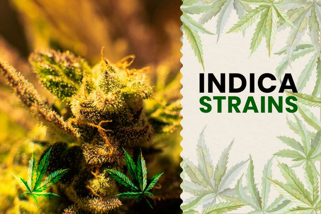 Indica Weed Strain - Topshelf Cannabis Dispensary Weed Shop Bangkok