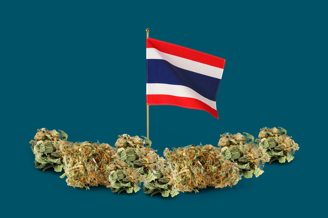 Cannabis Legalization Thailand - Topshelf Cannabis Dispensary BangkoK Weed Shop