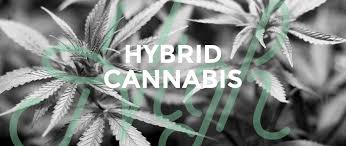 Hybrid Weed Strain - Topshelf Cannabis Dispensary Weed Shop Bangkok