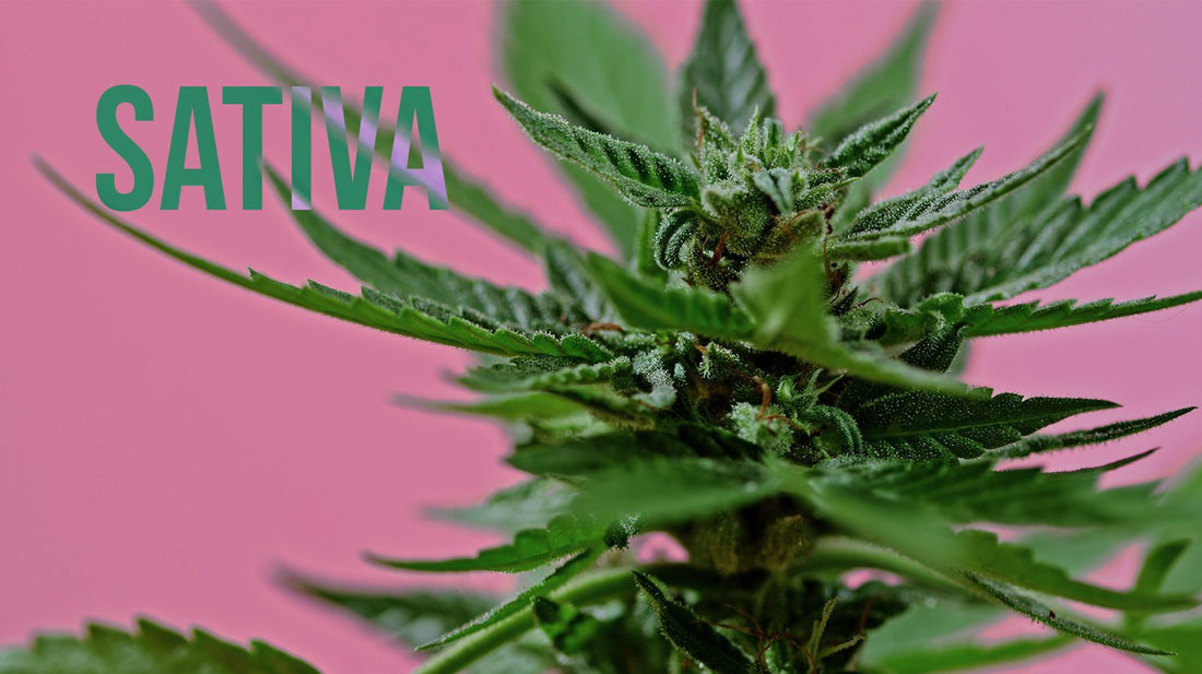 Sativa Weed Strain - Topshelf Cannabis Dispensary Weed Shop Bangkok